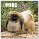 Not Available (NA) - Pekingese 2017 Calendar