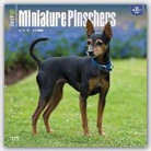 Not Available (NA) - Miniature Pinschers 2017 Calendar