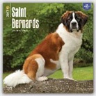 Not Available (NA) - Saint Bernards 2017 Calendar