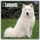 Not Available (NA) - Samoyeds 2017 Calendar
