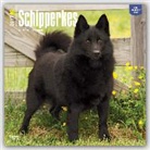 BrownTrout Publisher, Not Available (NA) - Schipperkes 2017 Calendar