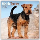 Avonside Publishing Ltd. - Welsh Terrier Calendar 2017