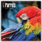 Not Available (NA) - Parrots 2017 Calendar