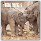 Baby Animals 2017 Wall
