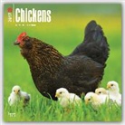 Inc Browntrout Publishers - Chickens 2017 Square