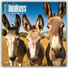 Not Available (NA) - Donkeys 2017 Calendar