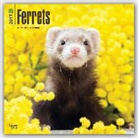 Not Available (NA) - Ferrets 2017 Calendar