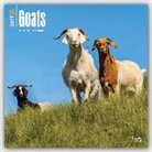 Not Available (NA) - Goats 2017 Calendar