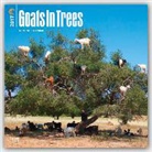 Inc Browntrout Publishers, Not Available (NA) - Goats in Trees 2017 Calendar