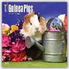 Not Available (NA) - Guinea Pigs 2017 Calendar