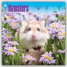 Not Available (NA) - Hamsters 2017 Calendar
