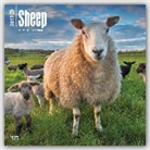 Not Available (NA) - Sheep 2017 Calendar