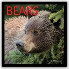 Bears - Bären 2017