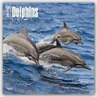 Dolphins 2017 Wall