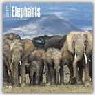 Not Available (NA) - Elephants 2017 Calendar