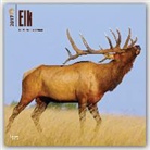 Brown Trout Publisher, Not Available (NA) - Elk 2017 Calendar