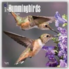 BrownTrout Publisher, Not Available (NA) - Hummingbirds 2017 Calendar