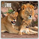 Not Available (NA) - Lions 2017 Calendar