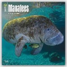 Not Available (NA) - Manatees 2017 Calendar