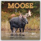 Robert McCaw, Not Available (NA) - Moose 2017 Calendar