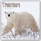BrownTrout Publisher - Polar Bears - Eisbären 2017