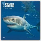 Not Available (NA) - Sharks 2017 Calendar