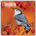 Not Available (NA) - Songbirds 2017 Calendar
