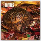 Not Available (NA) - Turtles 2017 Calendar