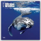 Not Available (NA) - Whales 2017 Calendar