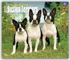 Not Available (NA) - Boston Terriers, for the Love of 2017 Calendar