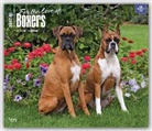 Not Available (NA) - Boxers, for the Love of 2017 Calendar