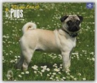 Not Available (NA) - Pugs, for the Love of 2017 Calendar