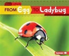 Lisa Owings - From Egg to Ladybug