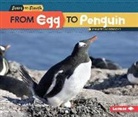 Jennifer Boothroyd - From Egg to Penguin