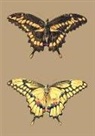 Aubriet -C, Aubriet-C - Carnet blanc, papillons cresphontes