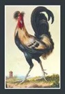 Aubriet -C, Aubriet-C - Carnet blanc, coq