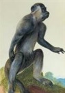 Aubriet -C, Aubriet-C - Carnet blanc, macaque