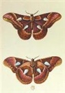 Aubriet -C, Aubriet-C - Carnet ligne, papillons le porte