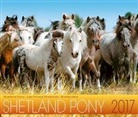 Gabriele Boiselle, Edition Boiselle - Shetland Pony 2017