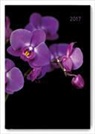 Alpha Edition - Buchkalender Style A5 2017 Orchid
