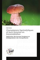 Dalel Daâssi - Champignons ligninolytiques et leurs enzymes en bioremédiation
