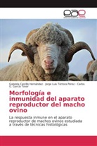 Gabriel Castillo Hernández, Gabriela Castillo Hernández, Carlos G. García Tovar, Jorge Tórtora Pérez, Jorge Luis Tórtora Pérez - Morfología e inmunidad del aparato reproductor del macho ovino