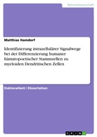 Matthias Hamdorf - Identifizierung intrazellulärer Signalwege bei der Differenzierung humaner hämatopoetischer Stammzellen zu myeloiden Dendritischen Zellen