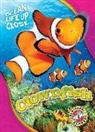 Kari Schuetz - Clownfish