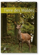 Quelle &amp; Meyer Verlag - Tiere des Waldes 2017