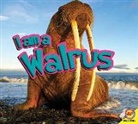 Samantha Nugent - I Am a Walrus