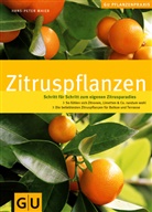 Hans-Peter Maier - Zitruspflanzen