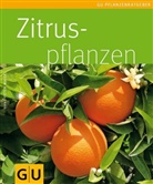 Hans-Peter Maier - Zitruspflanzen