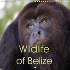 Ray Wilson - Wildlife of Belize 2017