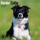 Avonside Publishing Ltd. - Border Collie Calendar 2017